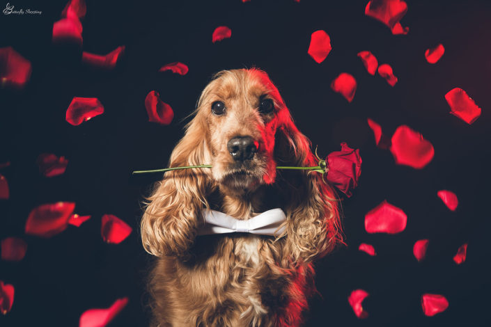 Shooting Chien